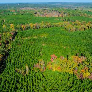 Photo #102 of Womack Rd. , Broadway, NC 715.9 acres