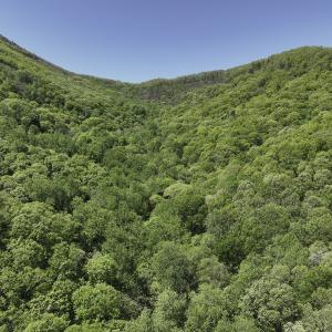 Photo #3 of 8106 Rich Patch Rd, Covington, VA 40.9 acres