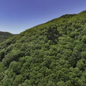 Photo #6 of 8106 Rich Patch Rd, Covington, VA 40.9 acres