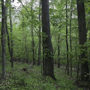 Photo #39 of 8106 Rich Patch Rd, Covington, VA 40.9 acres
