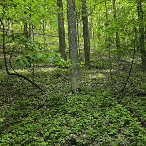 Photo #41 of 8106 Rich Patch Rd, Covington, VA 40.9 acres