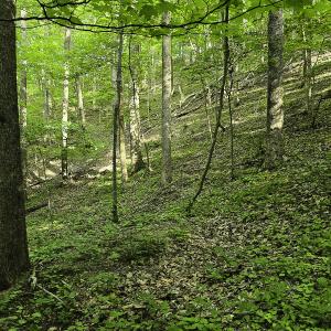 Photo #42 of 8106 Rich Patch Rd, Covington, VA 40.9 acres