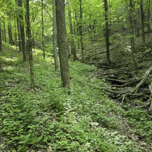 Photo #43 of 8106 Rich Patch Rd, Covington, VA 40.9 acres