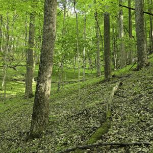 Photo #44 of 8106 Rich Patch Rd, Covington, VA 40.9 acres