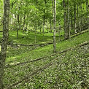 Photo #45 of 8106 Rich Patch Rd, Covington, VA 40.9 acres