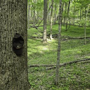 Photo #46 of 8106 Rich Patch Rd, Covington, VA 40.9 acres