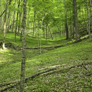 Photo #47 of 8106 Rich Patch Rd, Covington, VA 40.9 acres