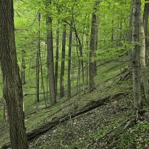 Photo #49 of 8106 Rich Patch Rd, Covington, VA 40.9 acres