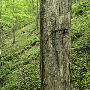 Photo #50 of 8106 Rich Patch Rd, Covington, VA 40.9 acres