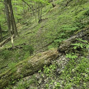 Photo #51 of 8106 Rich Patch Rd, Covington, VA 40.9 acres
