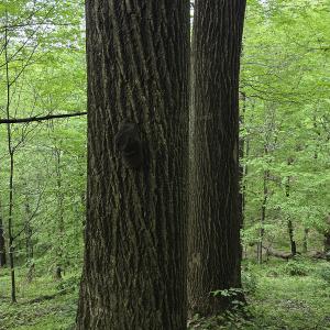 Photo #52 of 8106 Rich Patch Rd, Covington, VA 40.9 acres