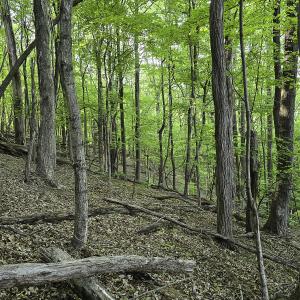 Photo #53 of 8106 Rich Patch Rd, Covington, VA 40.9 acres