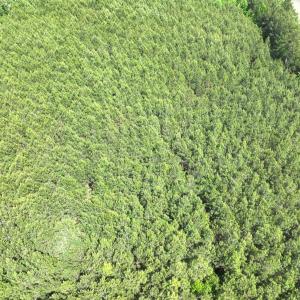 Photo #14 of Off Eds Grocery Road, Williamston, NC 17.2 acres