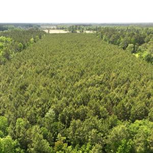 Photo #15 of Off Eds Grocery Road, Williamston, NC 17.2 acres