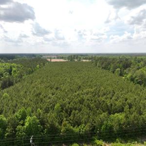 Photo #17 of Off Eds Grocery Road, Williamston, NC 17.2 acres