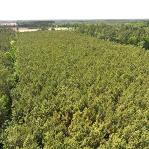 Photo #5 of Off Eds Grocery Road, Williamston, NC 17.2 acres