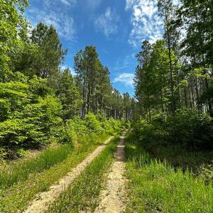 Photo #14 of Off Western Mill Rd, Lawrenceville, VA 207.9 acres