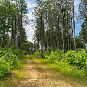 Photo #15 of Off Western Mill Rd, Lawrenceville, VA 207.9 acres