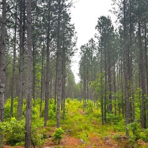 Photo #22 of Off Western Mill Rd, Lawrenceville, VA 207.9 acres