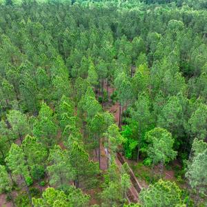 Photo #23 of Off Western Mill Rd, Lawrenceville, VA 207.9 acres