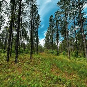 Photo #24 of Off Western Mill Rd, Lawrenceville, VA 207.9 acres