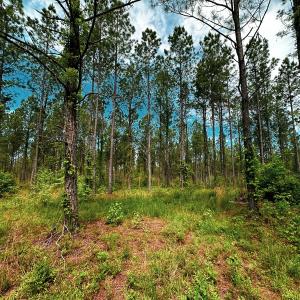 Photo #25 of Off Western Mill Rd, Lawrenceville, VA 207.9 acres