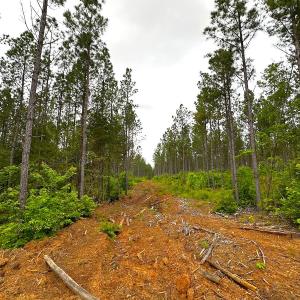 Photo #28 of Off Western Mill Rd, Lawrenceville, VA 207.9 acres