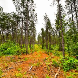 Photo #29 of Off Western Mill Rd, Lawrenceville, VA 207.9 acres