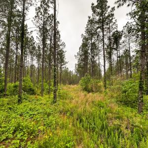Photo #31 of Off Western Mill Rd, Lawrenceville, VA 207.9 acres