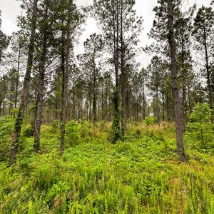 Photo #32 of Off Western Mill Rd, Lawrenceville, VA 207.9 acres