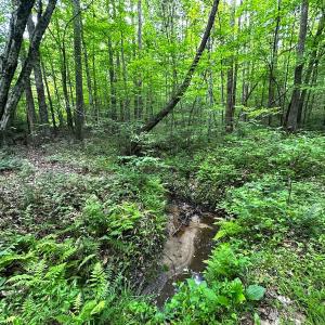 Photo #34 of Off Western Mill Rd, Lawrenceville, VA 207.9 acres