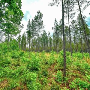Photo #38 of Off Western Mill Rd, Lawrenceville, VA 207.9 acres