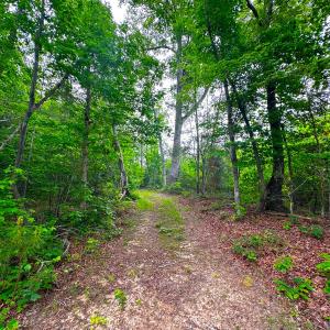 Photo #39 of Off Western Mill Rd, Lawrenceville, VA 207.9 acres