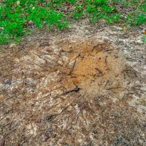Photo #40 of Off Western Mill Rd, Lawrenceville, VA 207.9 acres
