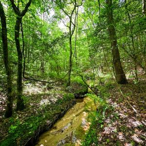 Photo #9 of Off Western Mill Rd, Lawrenceville, VA 207.9 acres