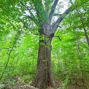 Photo #42 of Off Western Mill Rd, Lawrenceville, VA 207.9 acres