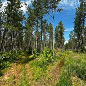 Photo #43 of Off Western Mill Rd, Lawrenceville, VA 207.9 acres