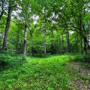 Photo #46 of Off Western Mill Rd, Lawrenceville, VA 207.9 acres
