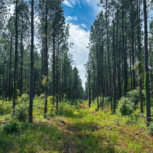 Photo #47 of Off Western Mill Rd, Lawrenceville, VA 207.9 acres