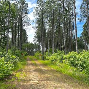 Photo #50 of Off Western Mill Rd, Lawrenceville, VA 207.9 acres