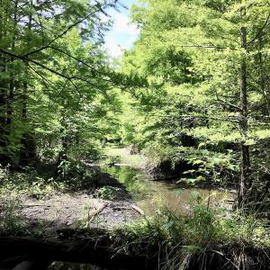 Photo #36 of 768 Bethesda Church Road, Farimont, NC 130.0 acres