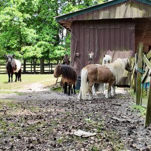 Photo #41 of 768 Bethesda Church Road, Farimont, NC 130.0 acres