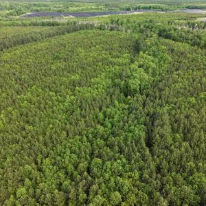 Photo #2 of 7175 Beef Steak Rd, Waverly, VA 76.7 acres
