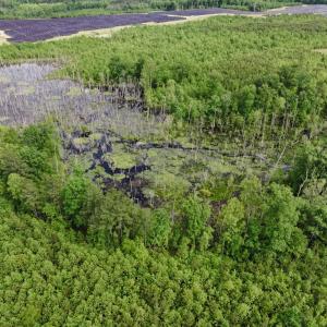 Photo #4 of 7175 Beef Steak Rd, Waverly, VA 76.7 acres