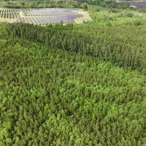 Photo #7 of 7175 Beef Steak Rd, Waverly, VA 76.7 acres
