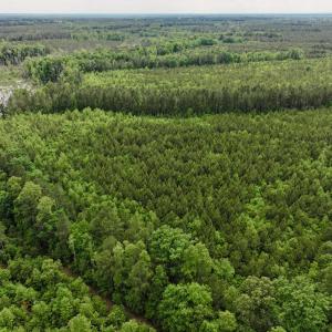 Photo #8 of 7175 Beef Steak Rd, Waverly, VA 76.7 acres