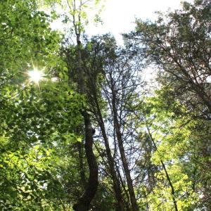 Photo #25 of Off Longs Mill Road - Lot 2, Blanch, NC 10.2 acres