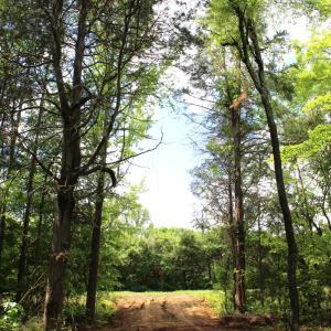 Photo #27 of Off Longs Mill Road - Lot 2, Blanch, NC 10.2 acres