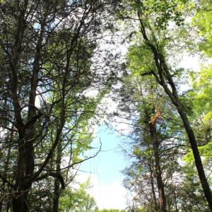 Photo #16 of Off Bill Compton Road and Longs Mill Road - Lot 3, Blanch, NC 10.2 acres