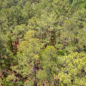 Photo #10 of Off Fox Lane, Wagram, NC 0.8 acres